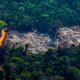 Image for article titled Amazon Invests in the Amazon Rainforest Instead of Just Paying Its Damn Taxes